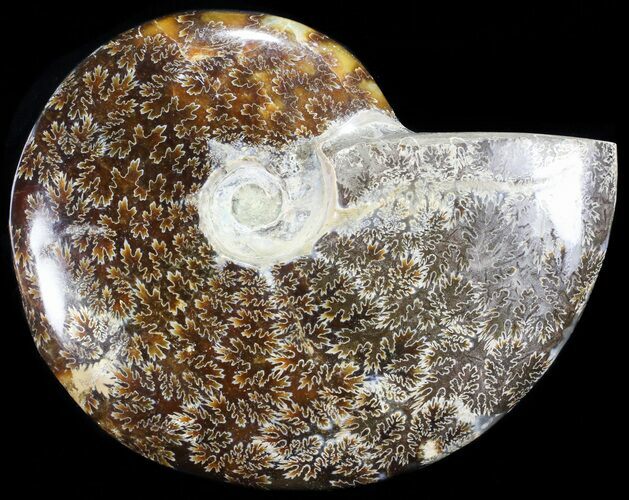 Polished, Agatized Ammonite (Cleoniceras) - Madagascar #60746